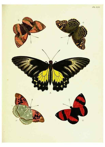 Reproducción/Reproduction 21985804404: De uitlandsche kapellen voorkomende in de drie waereld-deelen, Asia, Africa en America,. Amsteldam,Chez S. J. Baalde;1779-1782.