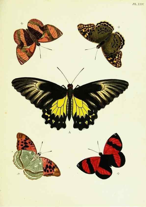 Reproducción/Reproduction 21985804404: De uitlandsche kapellen voorkomende in de drie waereld-deelen, Asia, Africa en America,. Amsteldam,Chez S. J. Baalde;1779-1782.