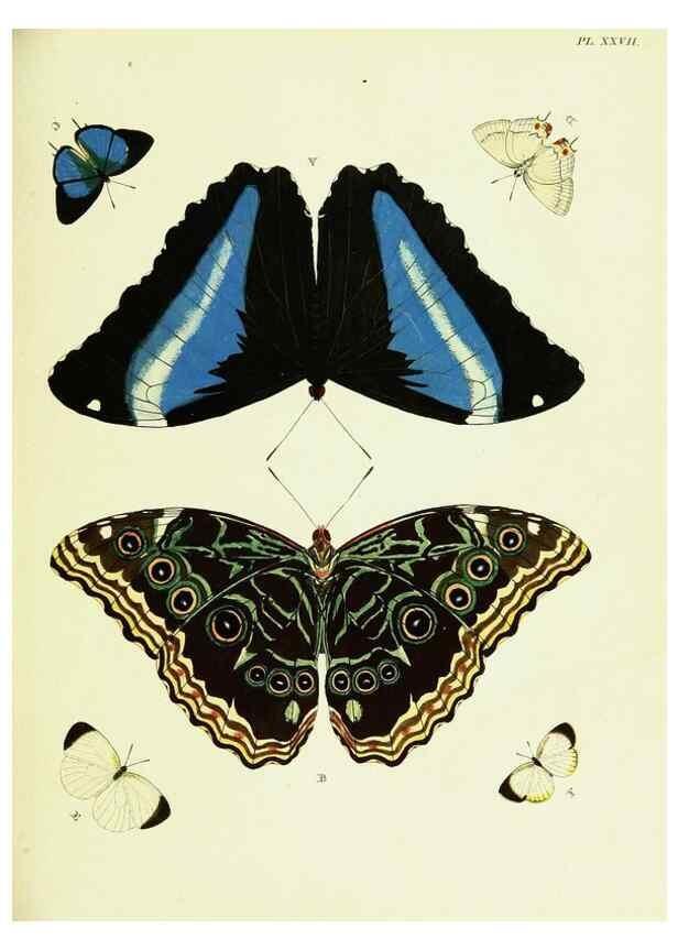 Reproducción/Reproduction 22420657010: De uitlandsche kapellen voorkomende in de drie waereld-deelen, Asia, Africa en America,. Amsteldam,Chez S. J. Baalde;1779-1782.