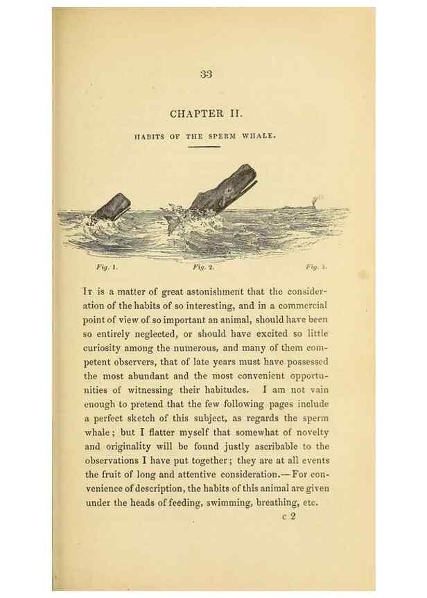 Reproducción/Reproduction 23430318125: The natural history of the sperm whale.. London,J. Van Voorst,1839.