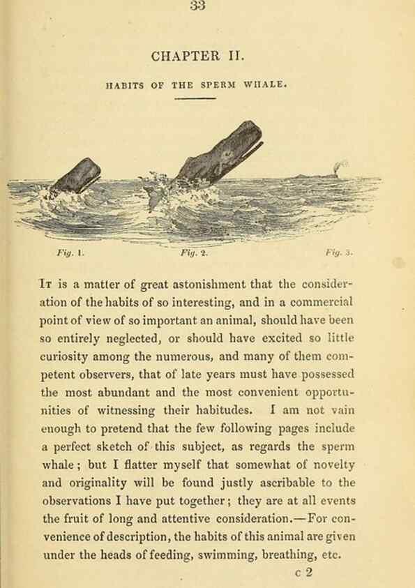 Reproducción/Reproduction 23430318125: The natural history of the sperm whale.. London,J. Van Voorst,1839.
