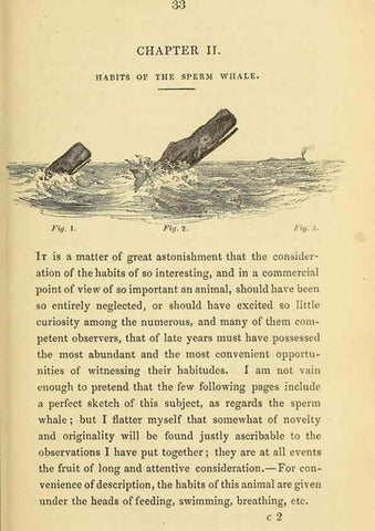Reproducción/Reproduction 23430318125: The natural history of the sperm whale.. London,J. Van Voorst,1839.