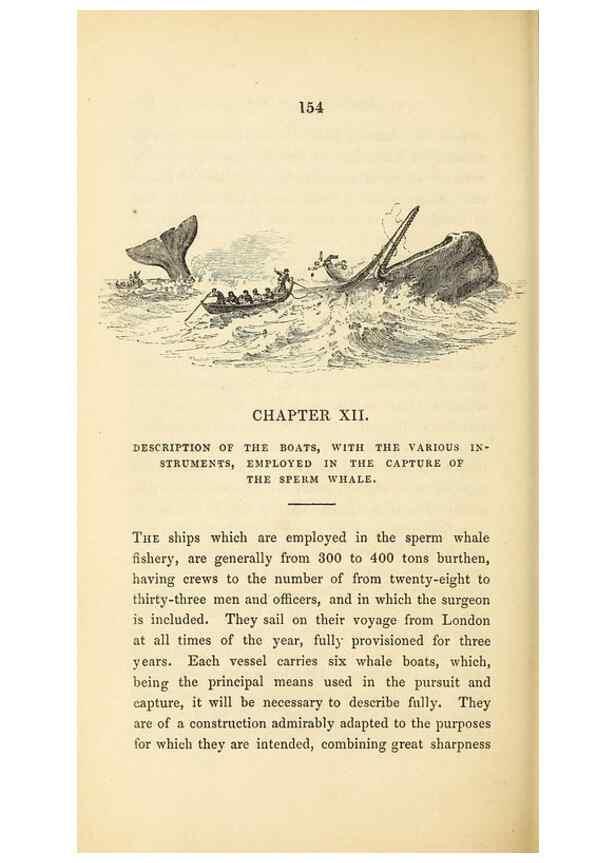 Reproducción/Reproduction 22801971434: The natural history of the sperm whale.. London,J. Van Voorst,1839.