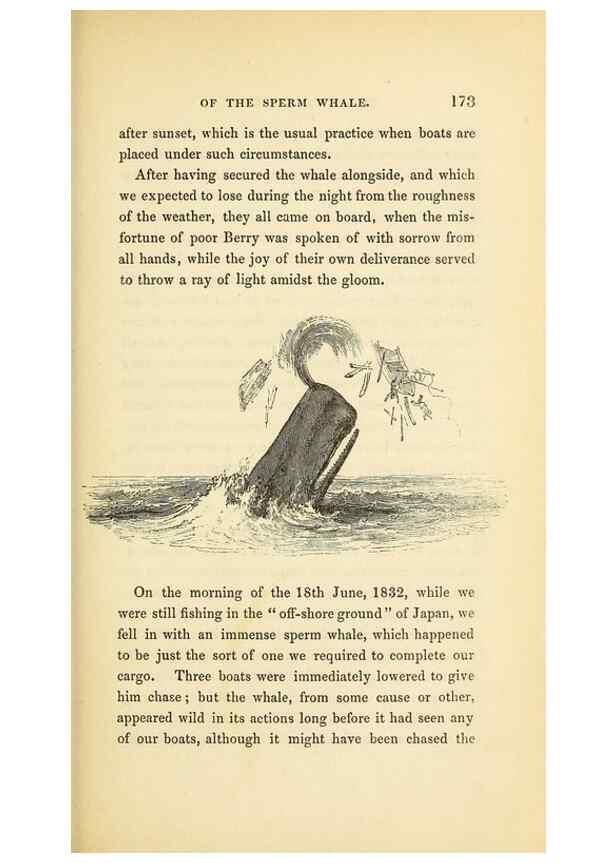 Reproducción/Reproduction 23430324945: The natural history of the sperm whale.. London,J. Van Voorst,1839.