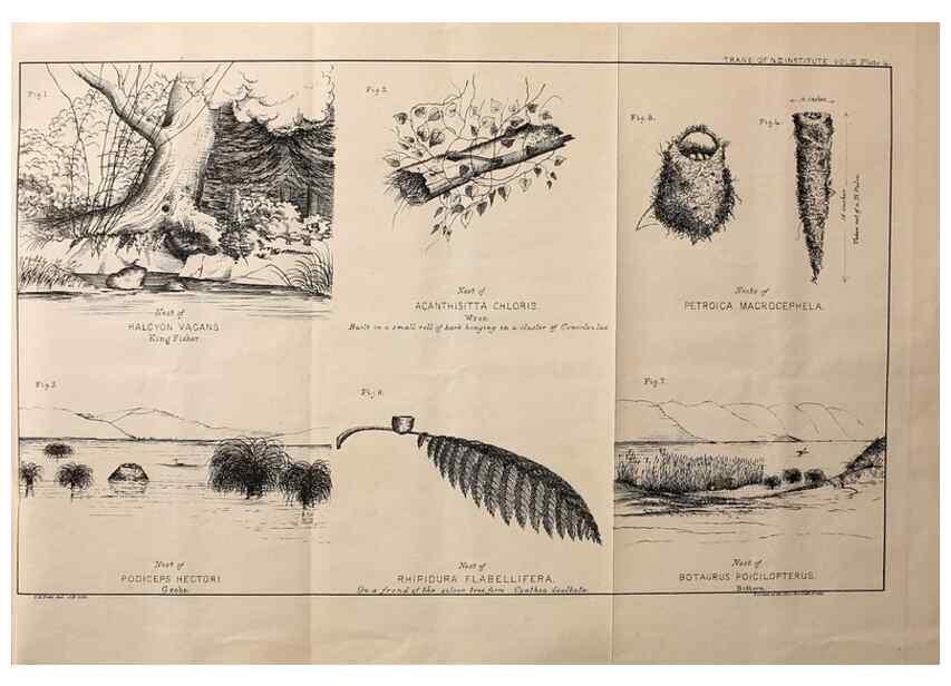 Reproducción/Reproduction 23836449682: Notes on the breeding habits of New Zealand birds /. Wellington :J. Hughes, printer,[1869]