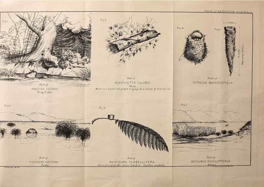 Reproducción/Reproduction 23836449682: Notes on the breeding habits of New Zealand birds /. Wellington :J. Hughes, printer,[1869]