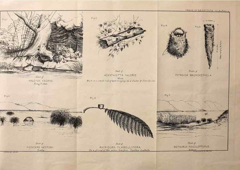 Reproducción/Reproduction 23836449682: Notes on the breeding habits of New Zealand birds /. Wellington :J. Hughes, printer,[1869]