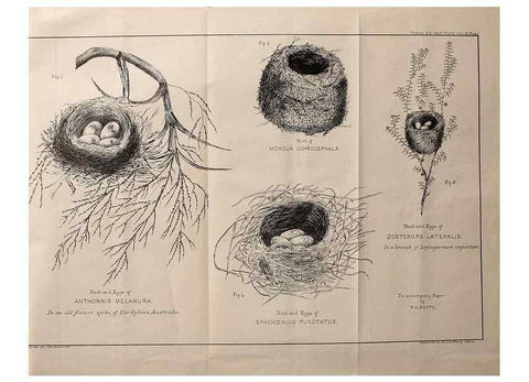 Reproducción/Reproduction 23836452122: Notes on the breeding habits of New Zealand birds /. Wellington :J. Hughes, printer,[1869]