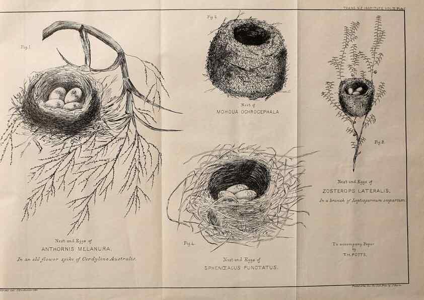 Reproducción/Reproduction 23836452122: Notes on the breeding habits of New Zealand birds /. Wellington :J. Hughes, printer,[1869]