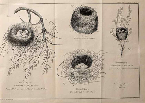 Reproducción/Reproduction 23836452122: Notes on the breeding habits of New Zealand birds /. Wellington :J. Hughes, printer,[1869]