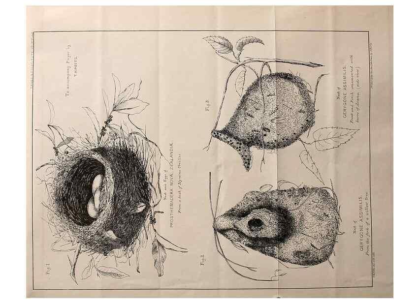 Reproducción/Reproduction 23836454992: Notes on the breeding habits of New Zealand birds /. Wellington :J. Hughes, printer,[1869]