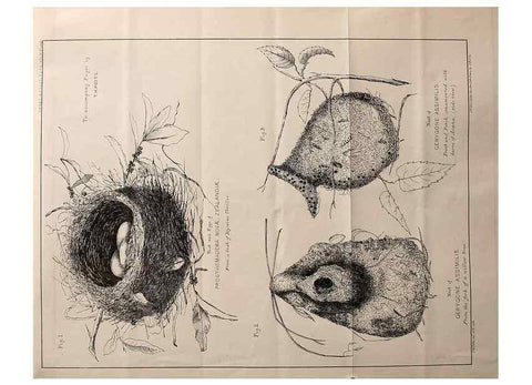Reproducción/Reproduction 23836454992: Notes on the breeding habits of New Zealand birds /. Wellington :J. Hughes, printer,[1869]