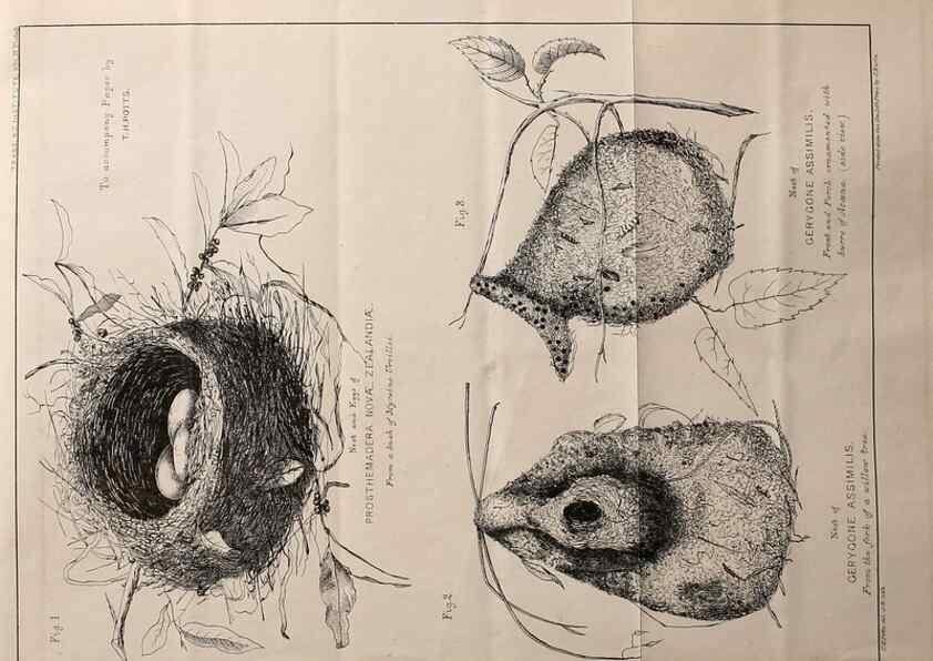 Reproducción/Reproduction 23836454992: Notes on the breeding habits of New Zealand birds /. Wellington :J. Hughes, printer,[1869]