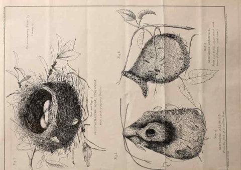 Reproducción/Reproduction 23836454992: Notes on the breeding habits of New Zealand birds /. Wellington :J. Hughes, printer,[1869]