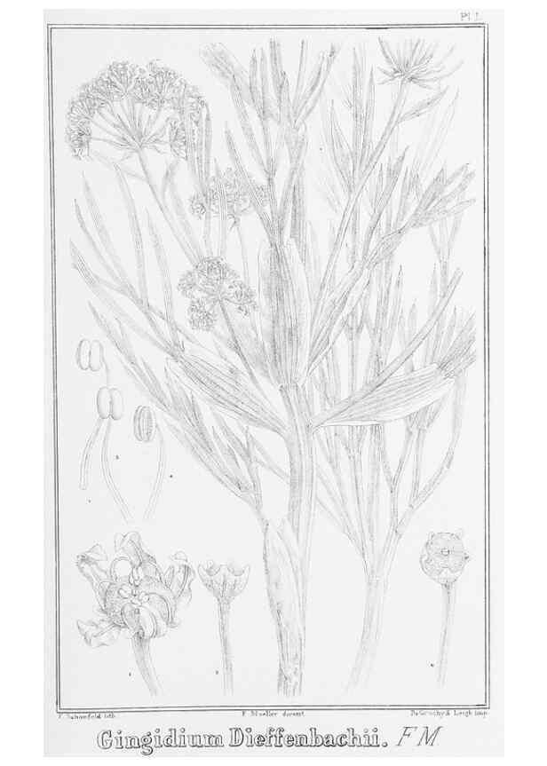 Reproducción/Reproduction 23650329530: The vegetation of the Chatham Islands,. Melbourne,J. Ferres,1864.