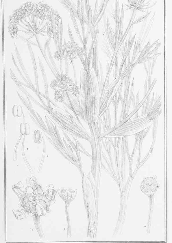 Reproducción/Reproduction 23650329530: The vegetation of the Chatham Islands,. Melbourne,J. Ferres,1864.