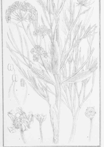 Reproducción/Reproduction 23650329530: The vegetation of the Chatham Islands,. Melbourne,J. Ferres,1864.
