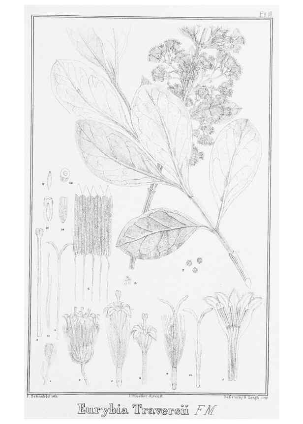 Reproducción/Reproduction 23919913456: The vegetation of the Chatham Islands,. Melbourne,J. Ferres,1864.