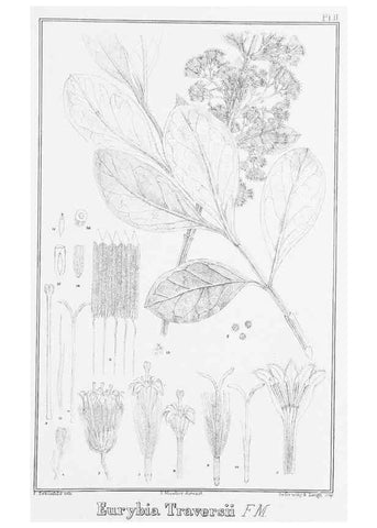 Reproducción/Reproduction 23919913456: The vegetation of the Chatham Islands,. Melbourne,J. Ferres,1864.