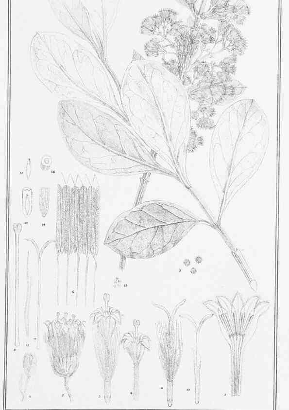Reproducción/Reproduction 23919913456: The vegetation of the Chatham Islands,. Melbourne,J. Ferres,1864.