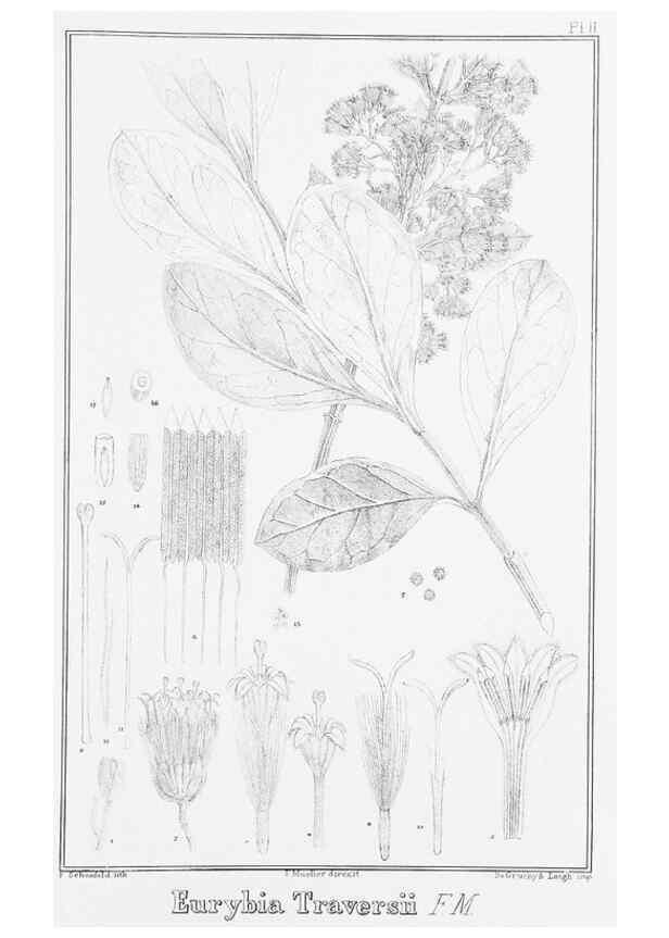 Reproducción/Reproduction 23317767704: The vegetation of the Chatham Islands,. Melbourne,J. Ferres,1864.