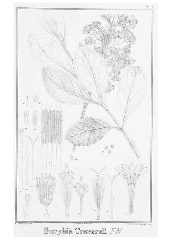Reproducción/Reproduction 23317767704: The vegetation of the Chatham Islands,. Melbourne,J. Ferres,1864.