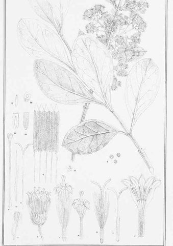 Reproducción/Reproduction 23317767704: The vegetation of the Chatham Islands,. Melbourne,J. Ferres,1864.