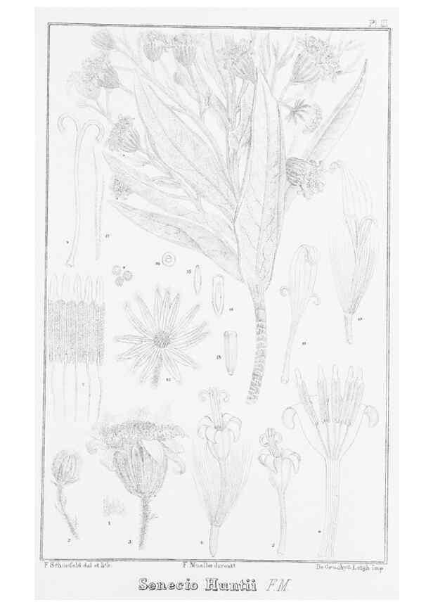 Reproducción/Reproduction 23863496901: The vegetation of the Chatham Islands,. Melbourne,J. Ferres,1864.