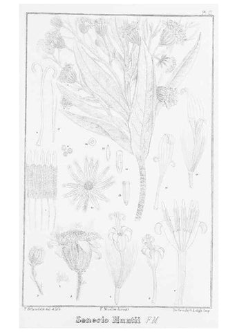 Reproducción/Reproduction 23863496901: The vegetation of the Chatham Islands,. Melbourne,J. Ferres,1864.