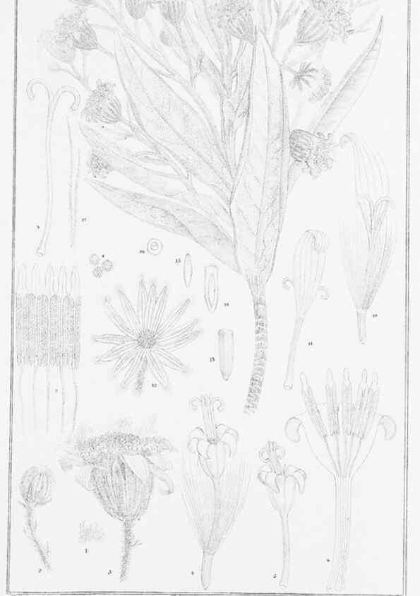 Reproducción/Reproduction 23863496901: The vegetation of the Chatham Islands,. Melbourne,J. Ferres,1864.