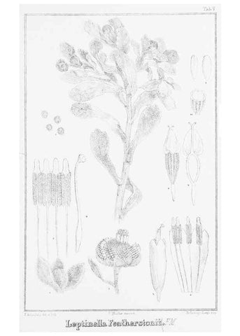 Reproducción/Reproduction 23863500801: The vegetation of the Chatham Islands,. Melbourne,J. Ferres,1864.