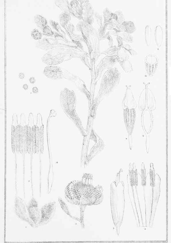 Reproducción/Reproduction 23863500801: The vegetation of the Chatham Islands,. Melbourne,J. Ferres,1864.