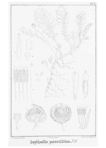 Reproducción/Reproduction 23578140799: The vegetation of the Chatham Islands,. Melbourne,J. Ferres,1864.
