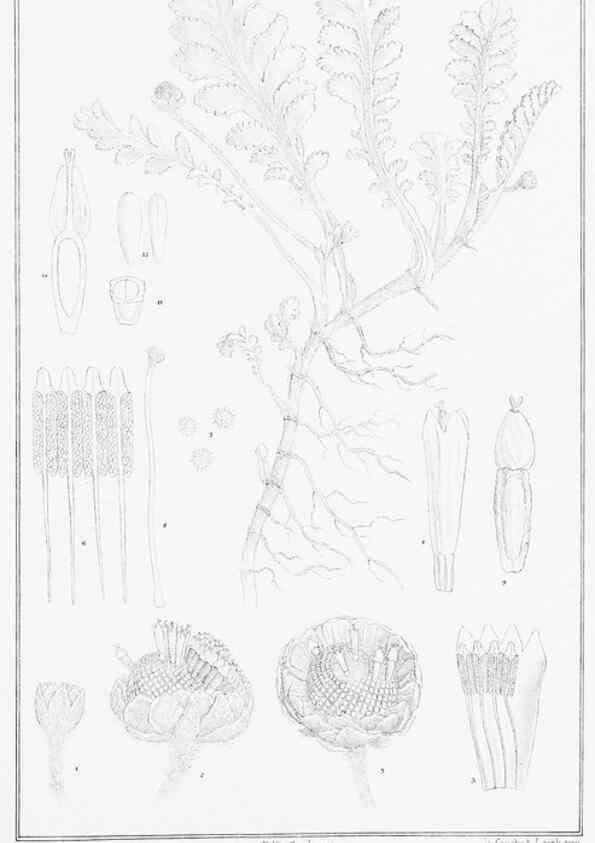 Reproducción/Reproduction 23578140799: The vegetation of the Chatham Islands,. Melbourne,J. Ferres,1864.