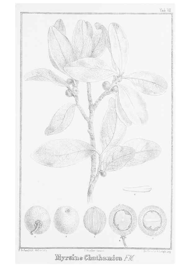 Reproducción/Reproduction 23578144089: The vegetation of the Chatham Islands,. Melbourne,J. Ferres,1864.