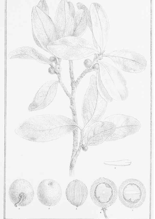 Reproducción/Reproduction 23578144089: The vegetation of the Chatham Islands,. Melbourne,J. Ferres,1864.