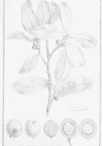 Reproducción/Reproduction 23578144089: The vegetation of the Chatham Islands,. Melbourne,J. Ferres,1864.