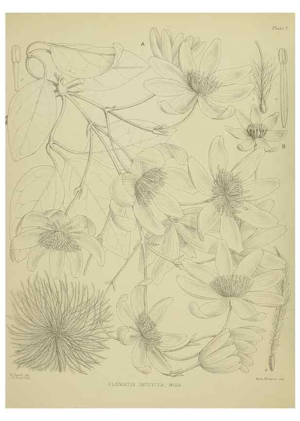 Reproducción/Reproduction 23838290042: Illustrations of the New Zealand flora /. Wellington :John Mackay, Govt. Printer,1914.