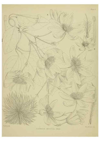 Reproducción/Reproduction 23838290042: Illustrations of the New Zealand flora /. Wellington :John Mackay, Govt. Printer,1914.