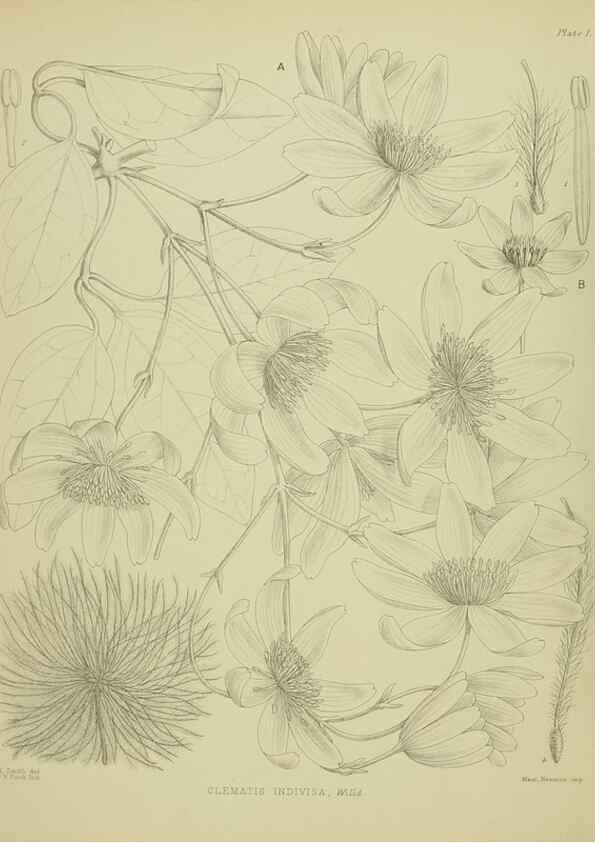 Reproducción/Reproduction 23838290042: Illustrations of the New Zealand flora /. Wellington :John Mackay, Govt. Printer,1914.
