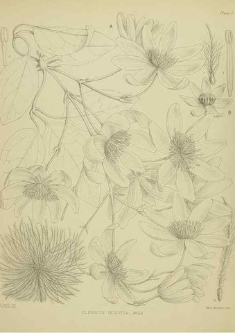 Reproducción/Reproduction 23838290042: Illustrations of the New Zealand flora /. Wellington :John Mackay, Govt. Printer,1914.