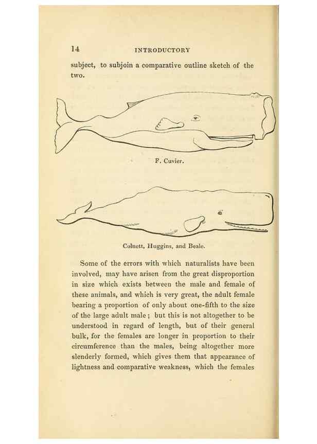 Reproducción/Reproduction 23347778131: The natural history of the sperm whale.. London,J. Van Voorst,1839.