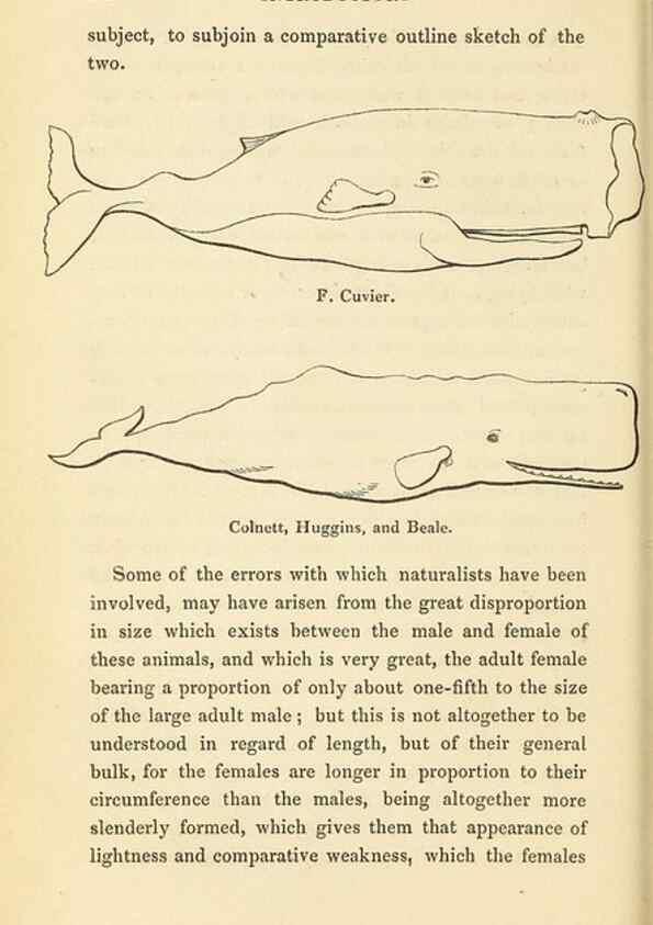Reproducción/Reproduction 23347778131: The natural history of the sperm whale.. London,J. Van Voorst,1839.