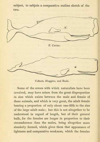 Reproducción/Reproduction 23347778131: The natural history of the sperm whale.. London,J. Van Voorst,1839.