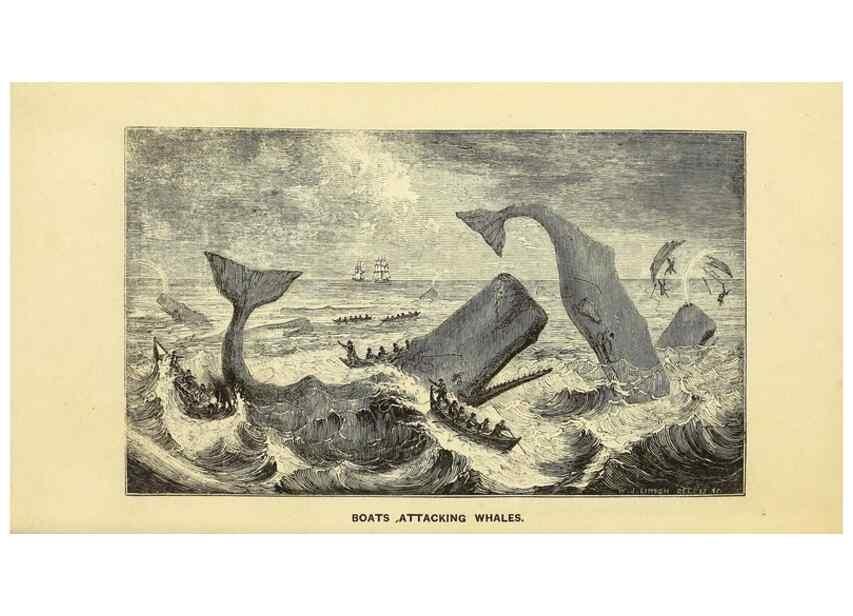 Reproducción/Reproduction 23430312045: The natural history of the sperm whale.. London,J. Van Voorst,1839.
