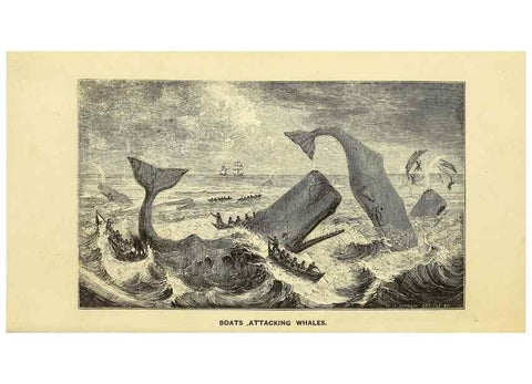 Reproducción/Reproduction 23430312045: The natural history of the sperm whale.. London,J. Van Voorst,1839.