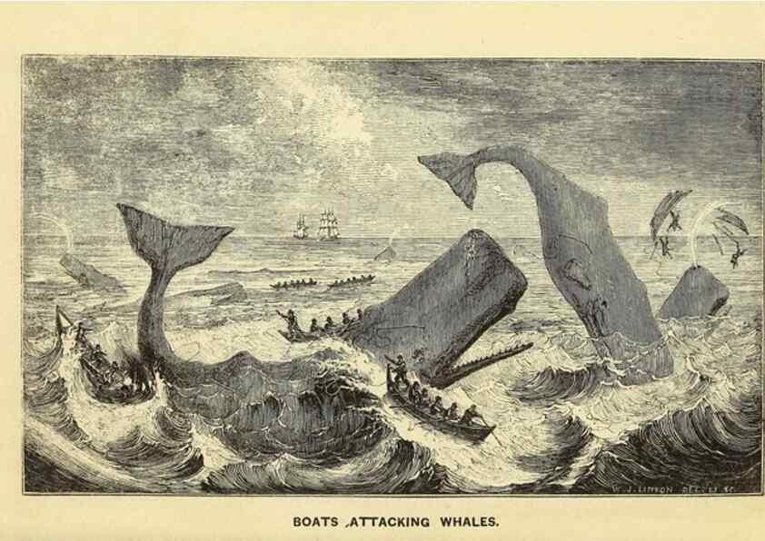 Reproducción/Reproduction 23430312045: The natural history of the sperm whale.. London,J. Van Voorst,1839.