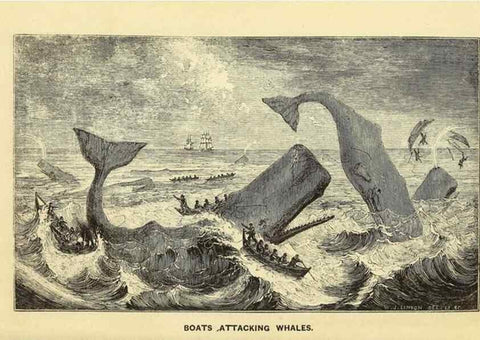Reproducción/Reproduction 23430312045: The natural history of the sperm whale.. London,J. Van Voorst,1839.
