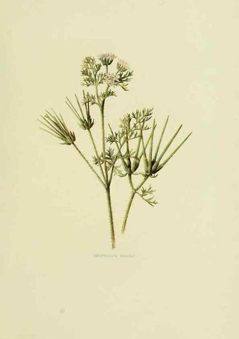 Reproducción/Reproduction 22202088994: Wild fruits of the country-side,. London :Hutchinson,1902.