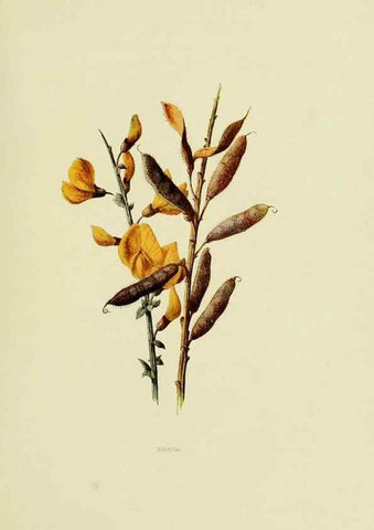 Reproducción/Reproduction 22406457758: Wild fruits of the country-side,. London :Hutchinson,1902.